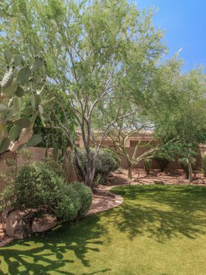 Big Cactus in The Backayrd of a Phoenix Arizona Home